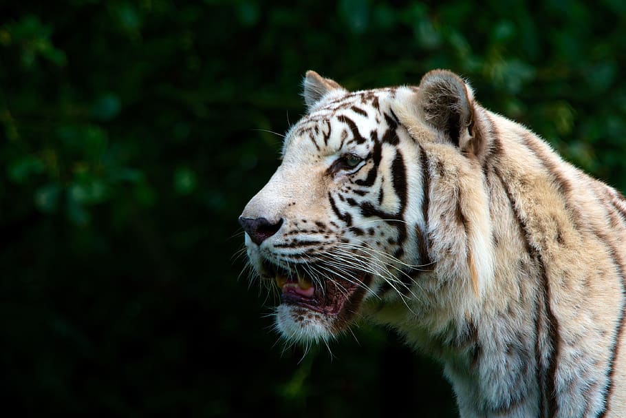 shallow focus photography of tiger during daytime, White, Nature HD wallpaper