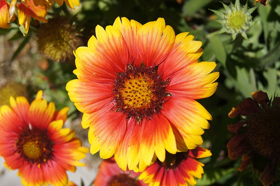 flower, yellow, red, orange, blossom, bloom, macro, plant, nature HD wallpaper
