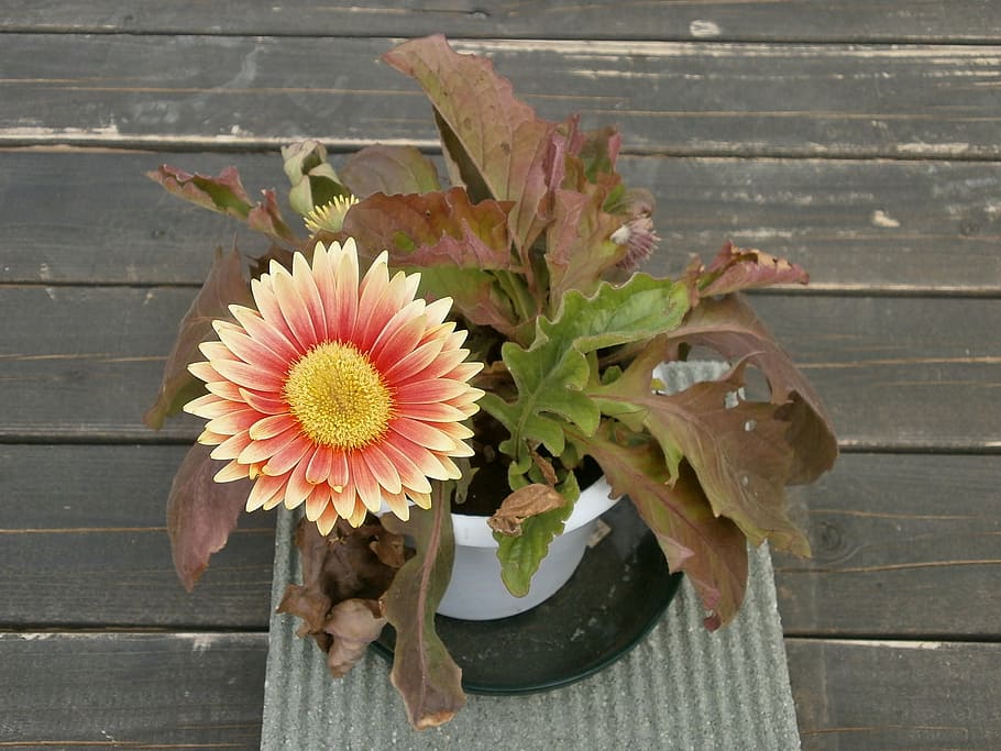 gerbera, spring flowers, potted plants, flowering plant, wood - material HD wallpaper