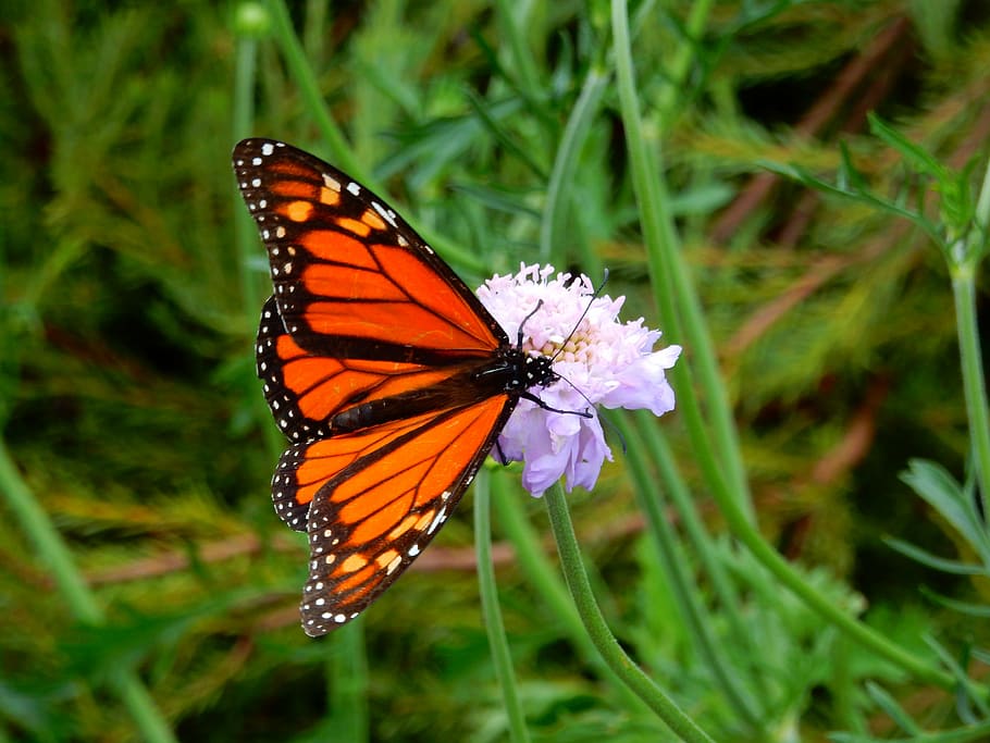 butterfly, flowers, insect, nature, summer, spring, garden HD wallpaper