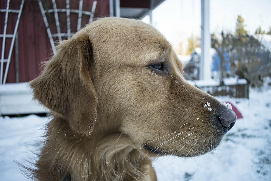 puppy, frozen, cold, fun, park, mammal, winter, outdoor, rat pup HD wallpaper