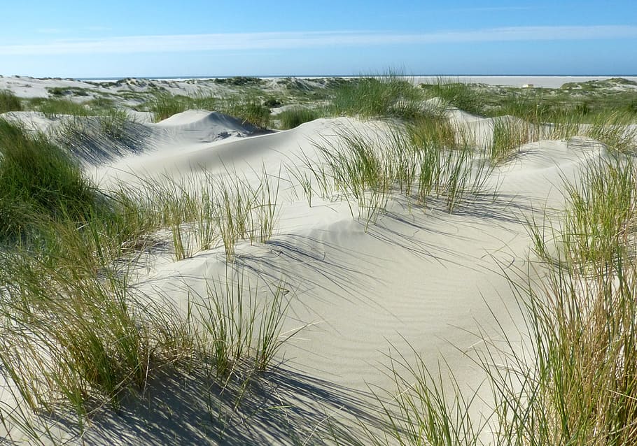 dunes, beach, north sea, borkum, untouched nature, plant, beauty in nature, HD wallpaper