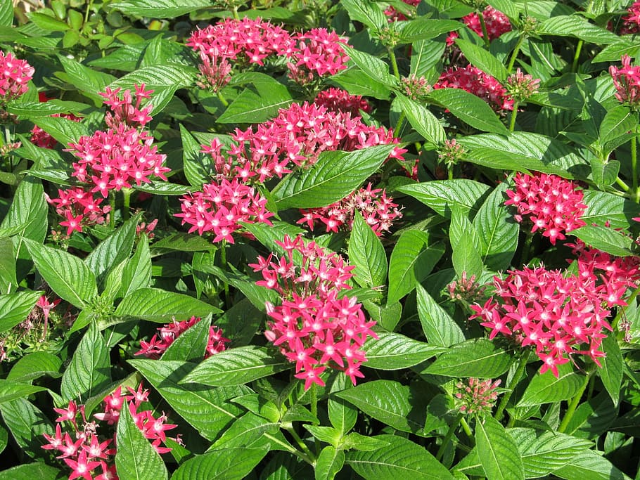 pink, flower, tiny, small, blossoms, green, pointed leaves HD wallpaper