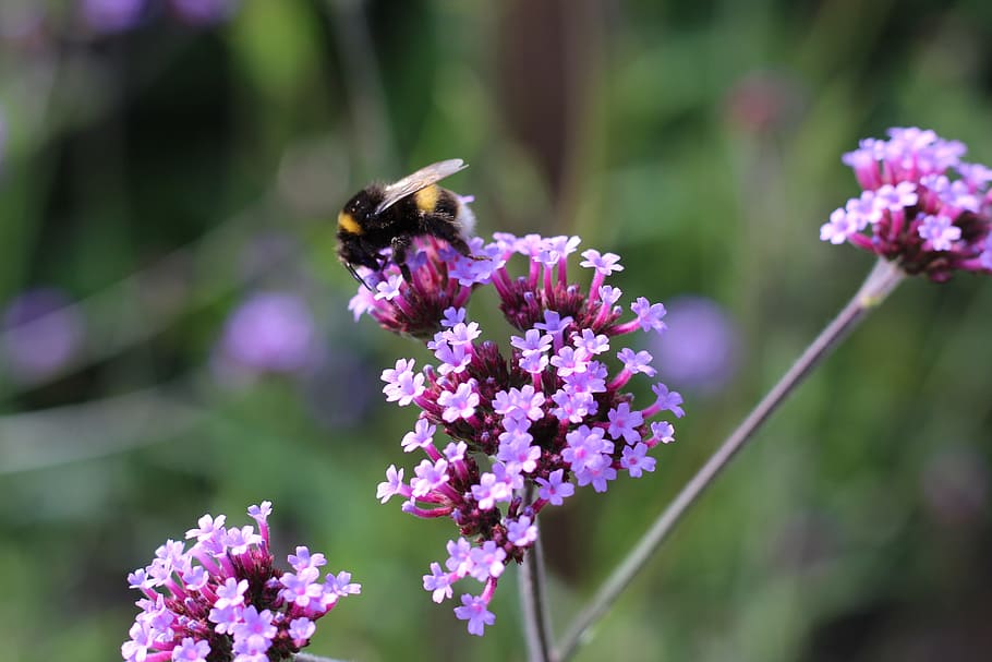 bumble bee, verbena, flower, lilac, pollinate, insect, nature HD wallpaper