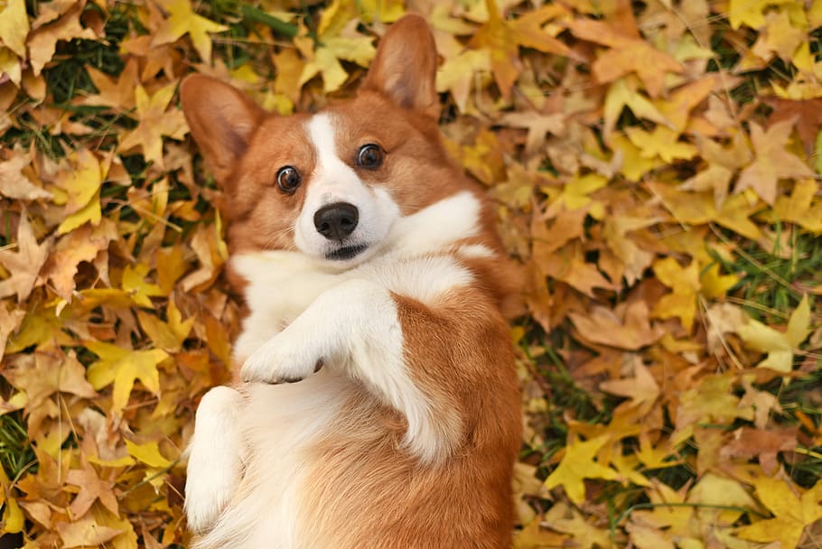 pets, dog, one animal, plant part, canine, leaf, animal themes HD wallpaper