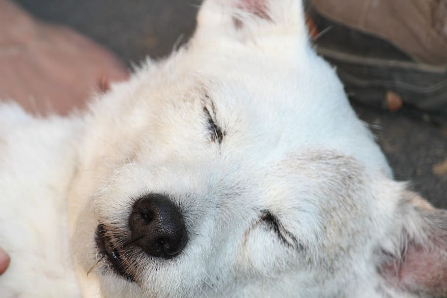 White, Small, Dog, Head, Portrait, small dog, animal portrait HD wallpaper