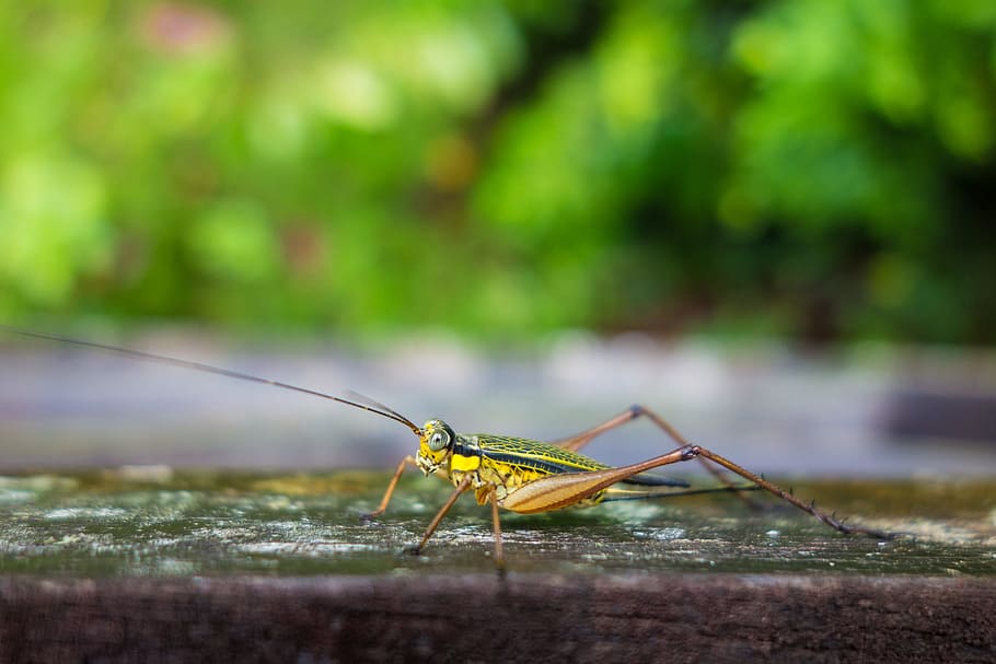 insect, yellow, bug, macro, tropical, grasshopper, borneo, animal themes HD wallpaper