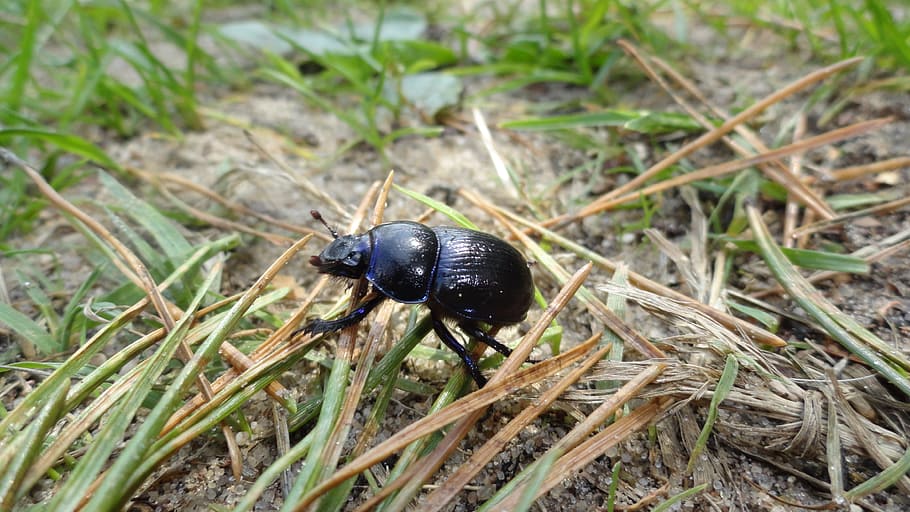 beetle, worm, nature, forest, one animal, animal themes, invertebrate HD wallpaper