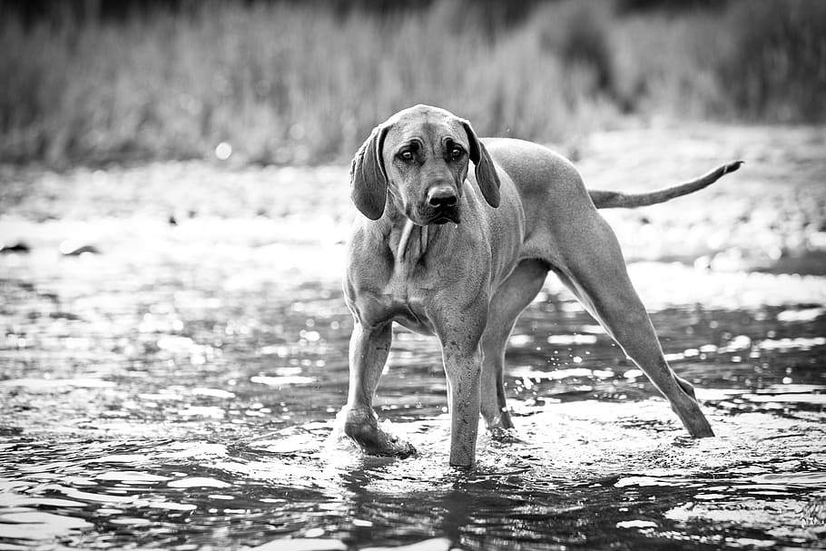 dog walking on river during daytime, animal, canine, cute, hound HD wallpaper