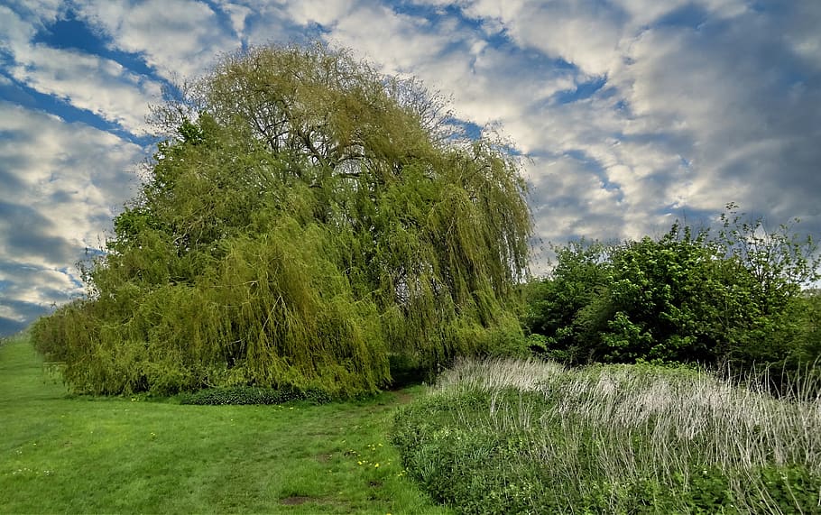tree, willow tree, nature, grass, landscape, sky, summer, field HD wallpaper