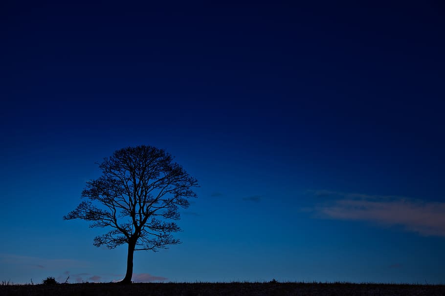 silhouette of lone tree, Black, Blue, Branches, Dark, Dusk HD wallpaper