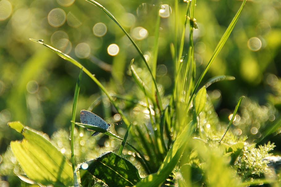 green leafed plant, Butterfly, Water Drop, Nature, environment HD wallpaper