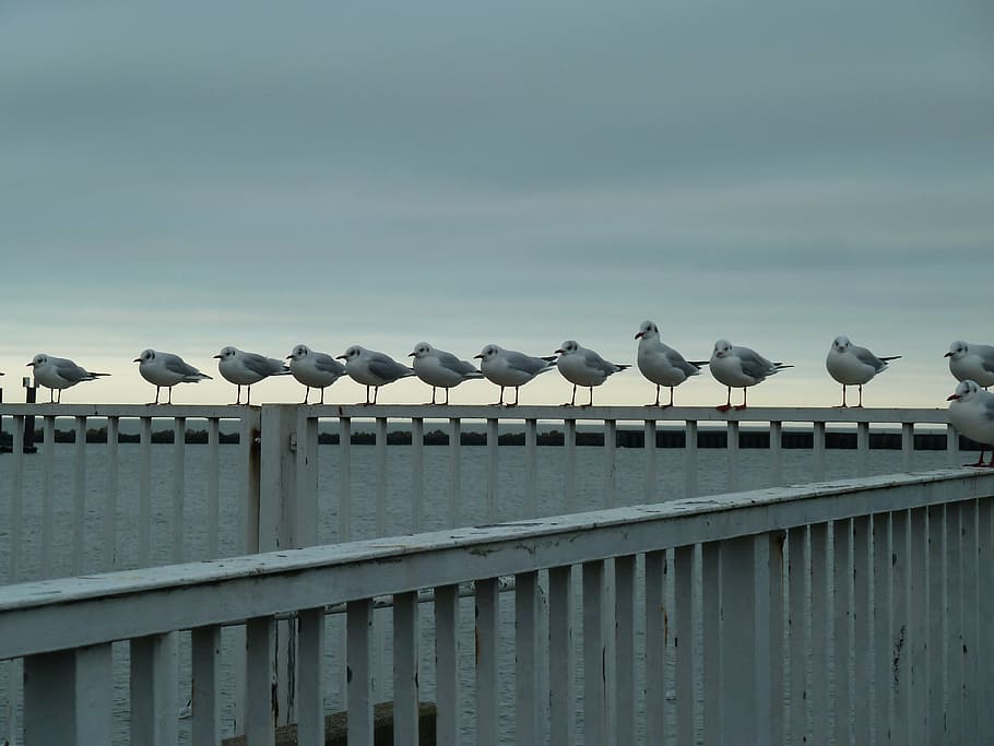 seagulls, birds, sky, day, water, nature, no people, animals in the wild HD wallpaper
