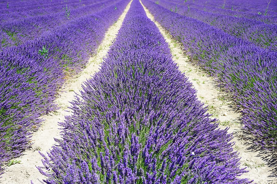 Lavander field, lavender field, lane, away, lavender flowers, HD wallpaper