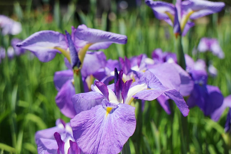 Iris, Flowers, Japan, june, purple, growth, petal, beauty in nature HD wallpaper