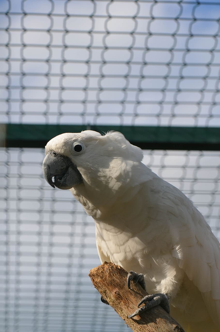 Cockatoo, Parrot, Zoo, one animal, bird, perching, animal wildlife HD wallpaper