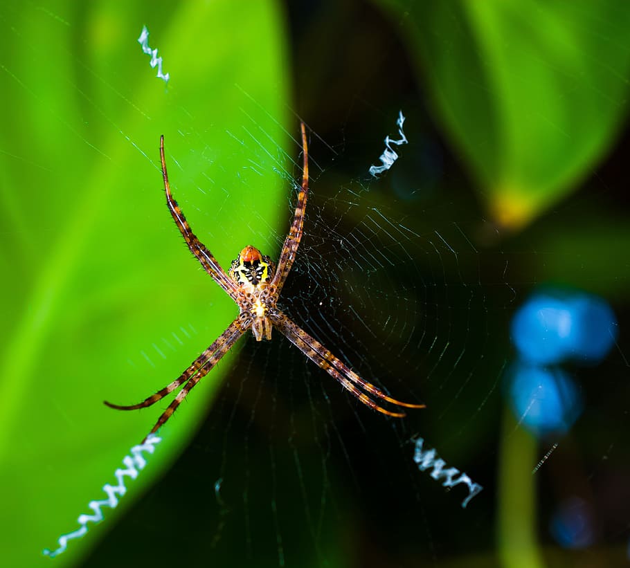 Spider, Arachnid, Network, Close, one animal, animals in the wild HD wallpaper