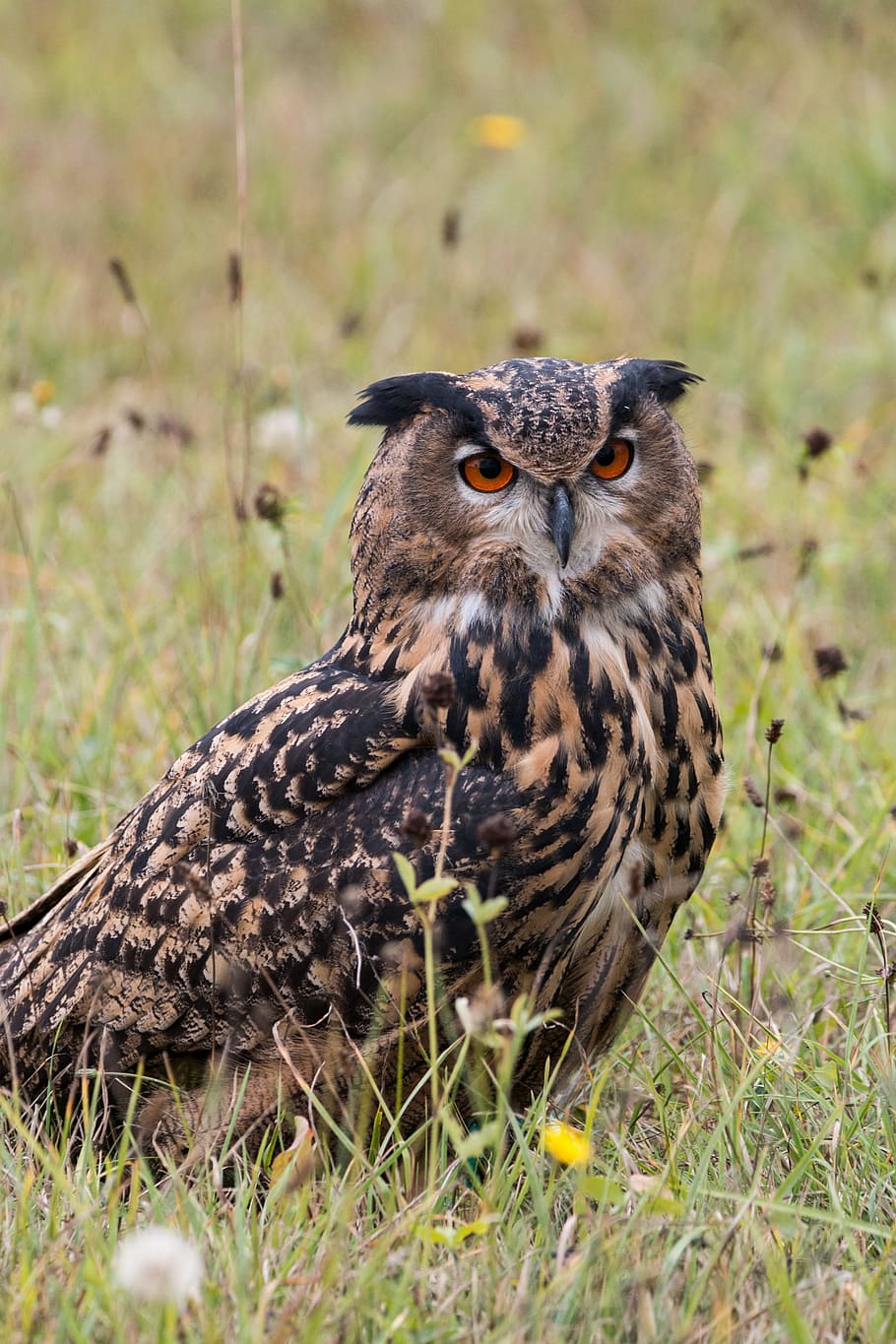 Eagle Owl, Bubo Bubo, Bird, Feather, nature, wild bird, fly HD wallpaper