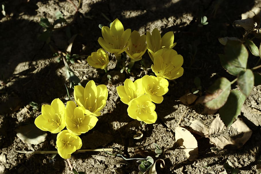 Crocus, Flower, Draw, Autumn, yellow, close-up, no people, outdoors HD wallpaper