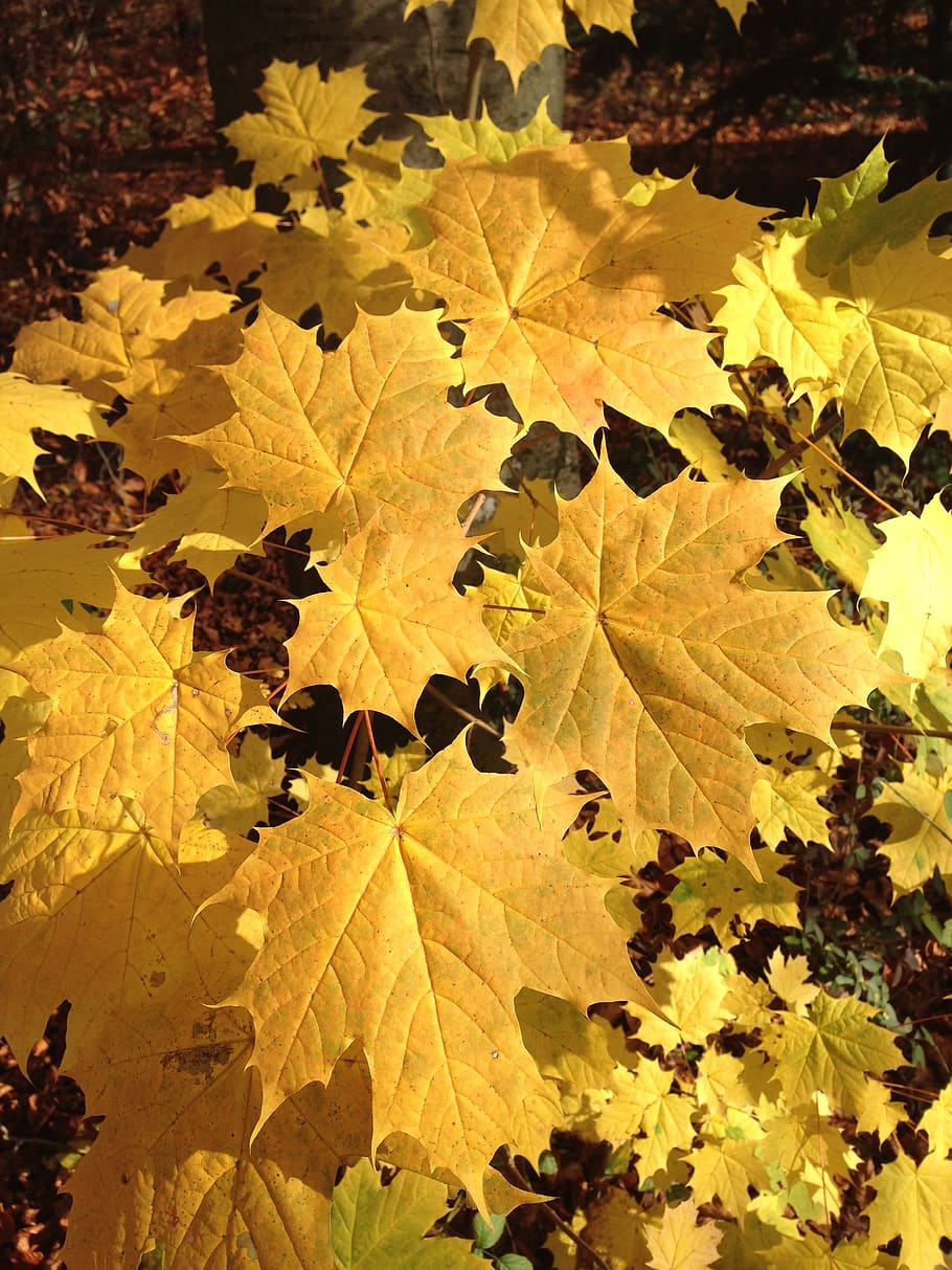 maple, leaf, autumn, yellow, leaves, fall, nature, tree, branch HD wallpaper