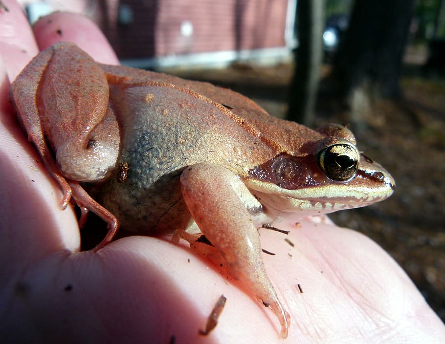 frog, wood frog, pink, amphibian, wildlife, biology, one animal, HD wallpaper