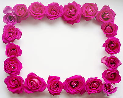 pink flowers on white surface, red rose, frame, roses, border HD wallpaper
