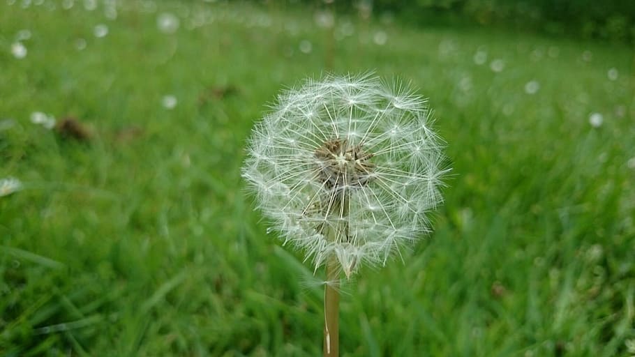 dandelion, wild flower, landscape, nature, seed, plant, grass HD wallpaper