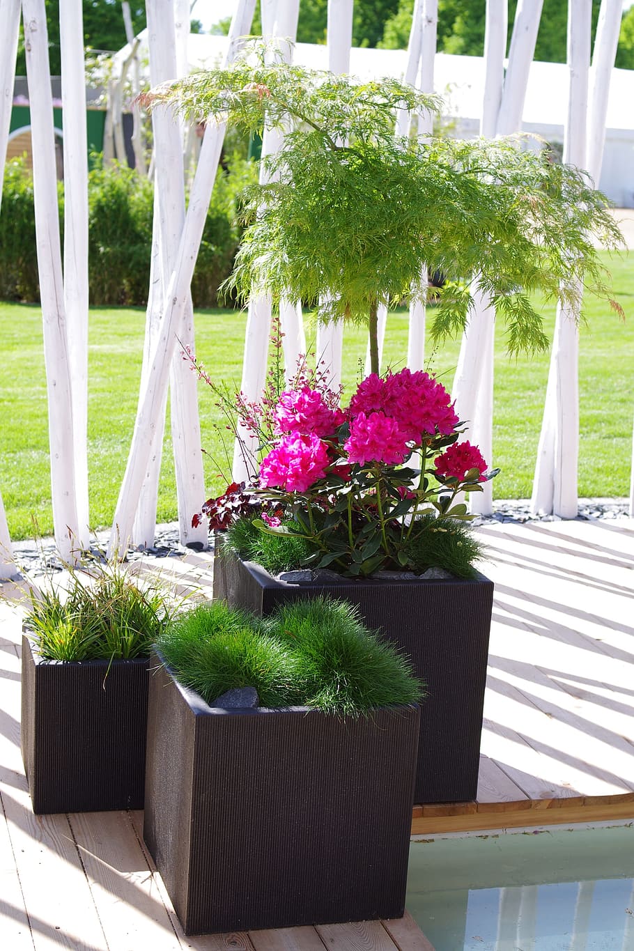 japanese maple, terrace, planters, potted plant, nature, no people HD wallpaper