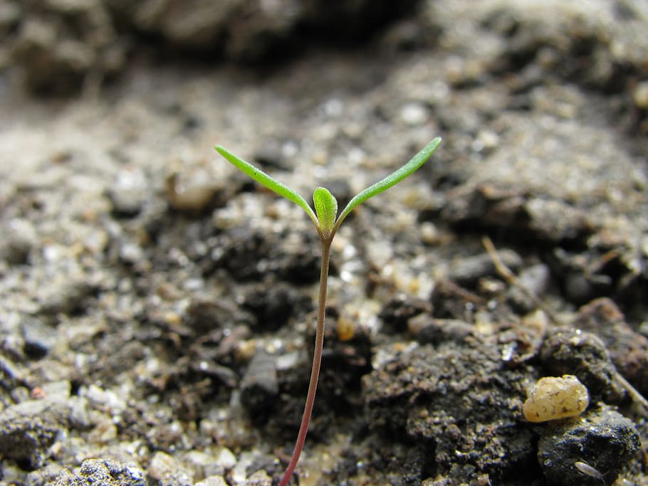 Macro, Sprout, Germination, Plant, nature, growth, small, dirt, HD wallpaper