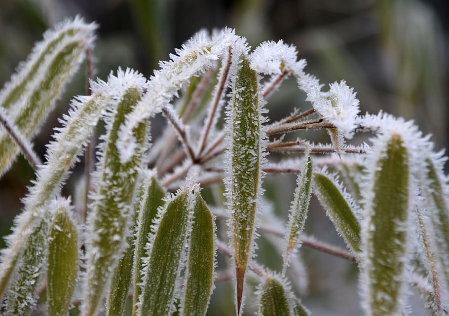 Frozen, Frost, Iced, Reed, Incomplete, cold, winter, branch HD wallpaper