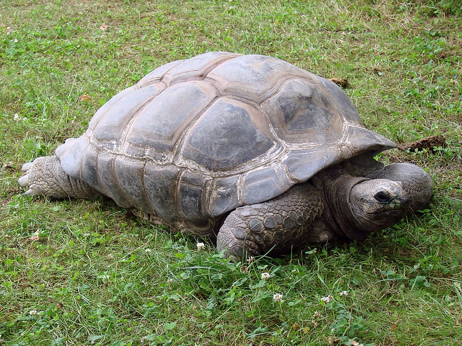 Giant tortoises 1080P, 2K, 4K, 5K HD wallpapers free download.