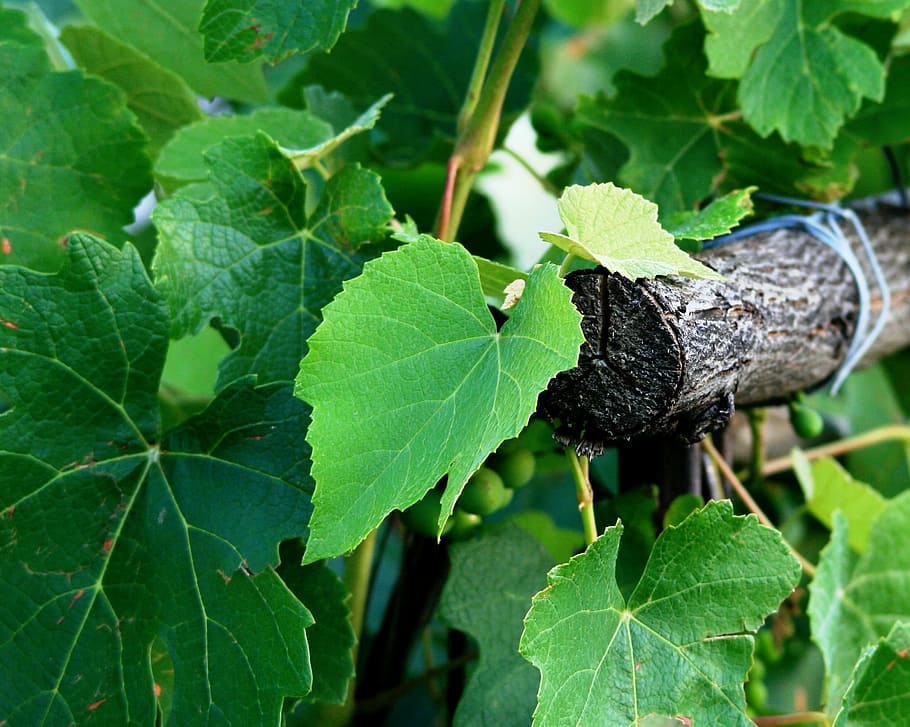 green tree, grape, vine, leaves, vineyard, pole, wooden, leaf HD wallpaper