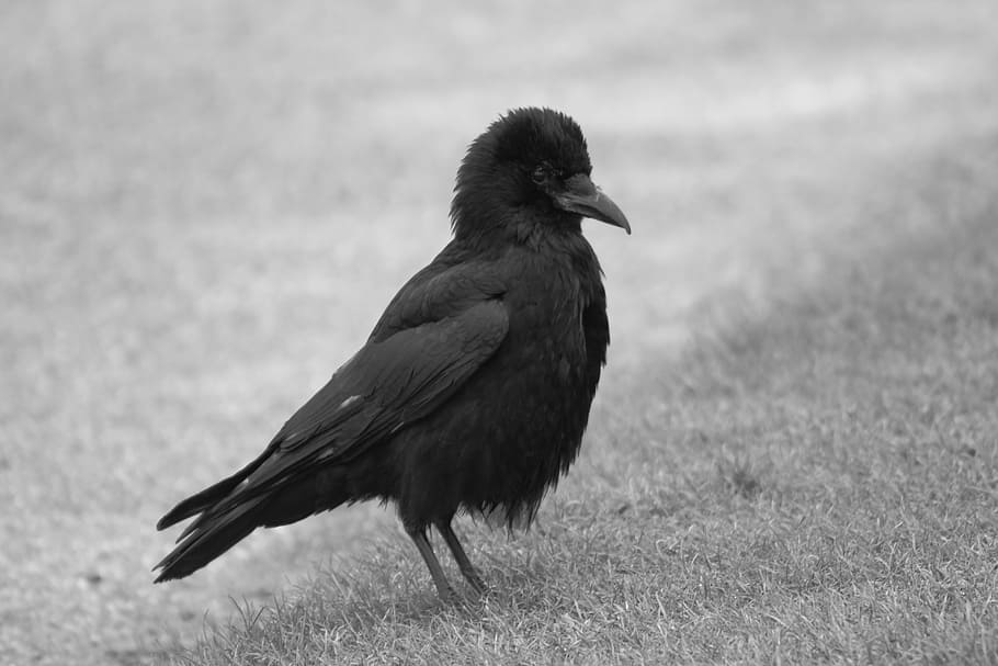 beak, bird, black-and-white, crow, feathers, animal, vertebrate HD wallpaper
