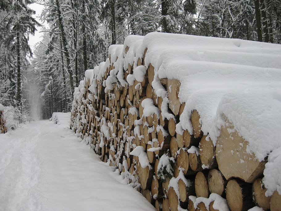 snow, wood, tree trunks, wintry, snowy, winter, cold temperature HD wallpaper