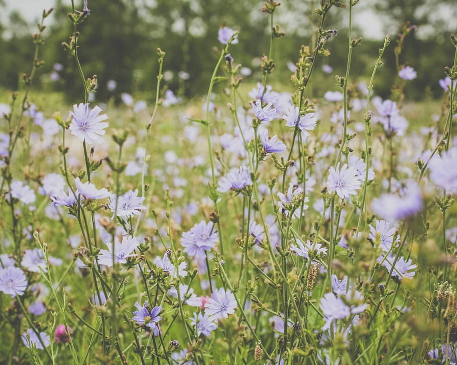 purple flowers, shallow focus photography of purple flowers, meadow HD wallpaper