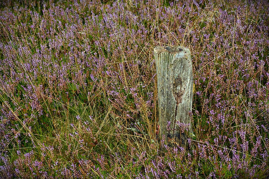 heide, pile, nature, heather, lüneburg heath, nature reserve HD wallpaper