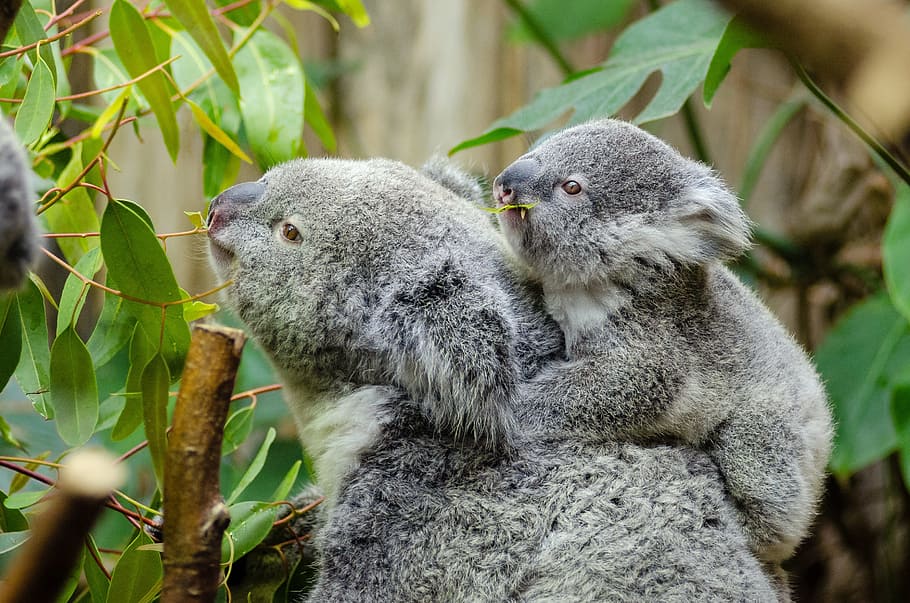 close-up photography of koala bears eating leaves during daytime, HD wallpaper