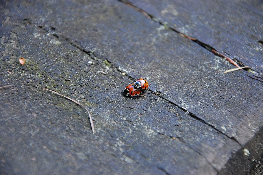 ladybug, ladybugs, nature, animal themes, animal wildlife, invertebrate HD wallpaper