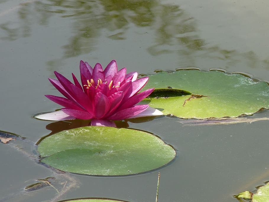 water lily, pond, nature, flower, flowering plant, lake, leaf HD wallpaper