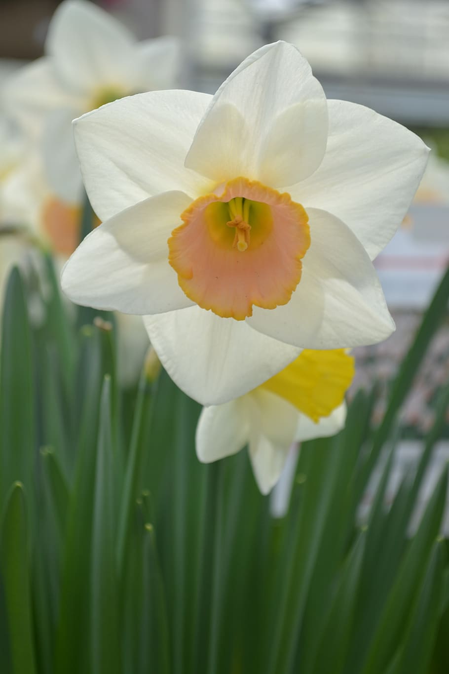 daffodil, flower, spring, bright, flowering plant, petal, fragility HD wallpaper