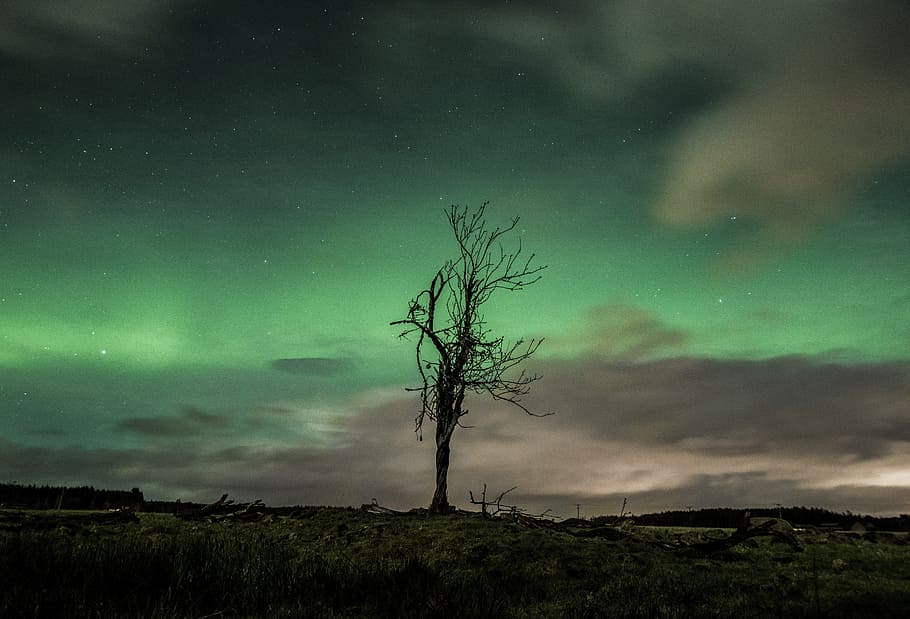 bare tree and Aurora lights background, stars, galaxy, space HD wallpaper