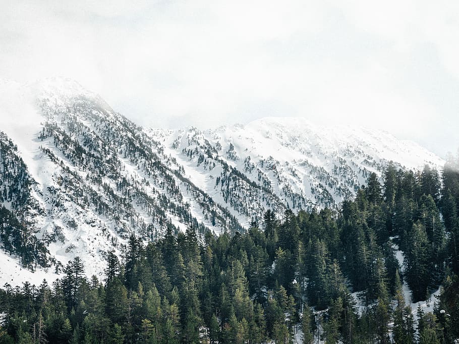 landscape photography of trees, forest beside snow covered hills during day HD wallpaper