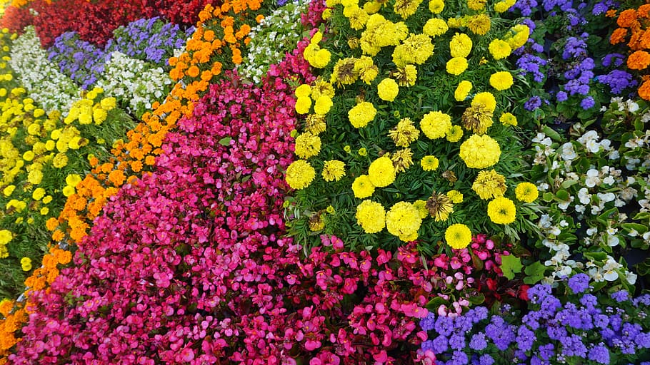 park, flowers, nature, spring, green, plant, garden, summer HD wallpaper