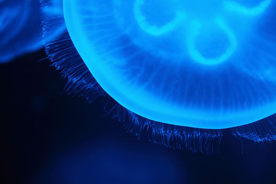 close-up photo of blue jellyfish, Animal, Creature, Danger, Dark