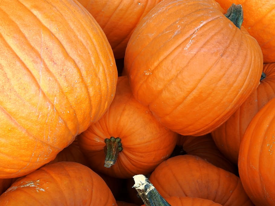 pumpkin, gourd, autumn, decoration, vegetables, harvest, helloween HD wallpaper