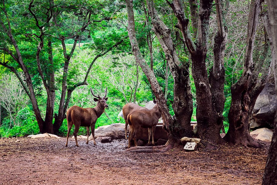 deer, nature, forest, wildlife, animal, brown, male, grass HD wallpaper