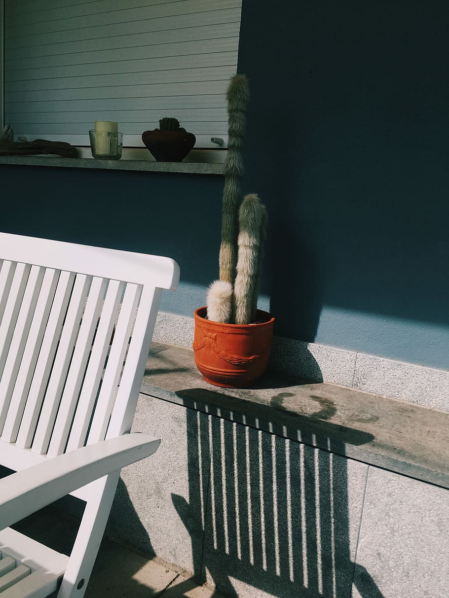 cactus on red pot, plant, cacti, succulent, potted plant, table HD wallpaper