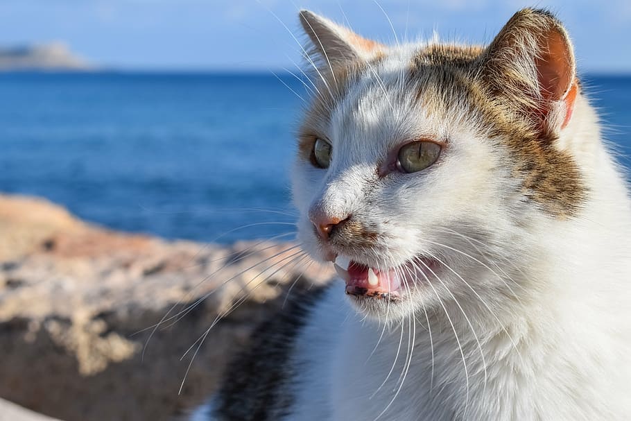 meow, cat, stray, animal, kitten, outdoor, face, feline, kitty HD wallpaper