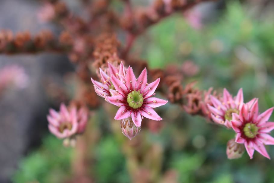 succulent, plant, flora, natural, petals, blooming, flower HD wallpaper