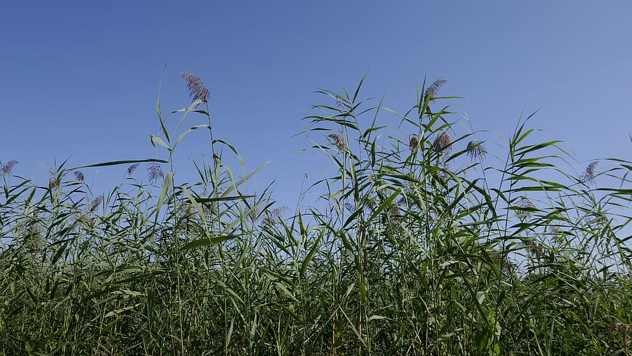 nature, landscape, plant, growth, sky, no people, field, agriculture HD wallpaper